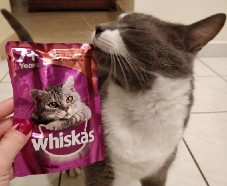 Echantillon gratuit Whiskas : Gelée pour Chat