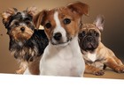 Grand Test Les Initiés : Croquettes Pro Plan pour chiens !